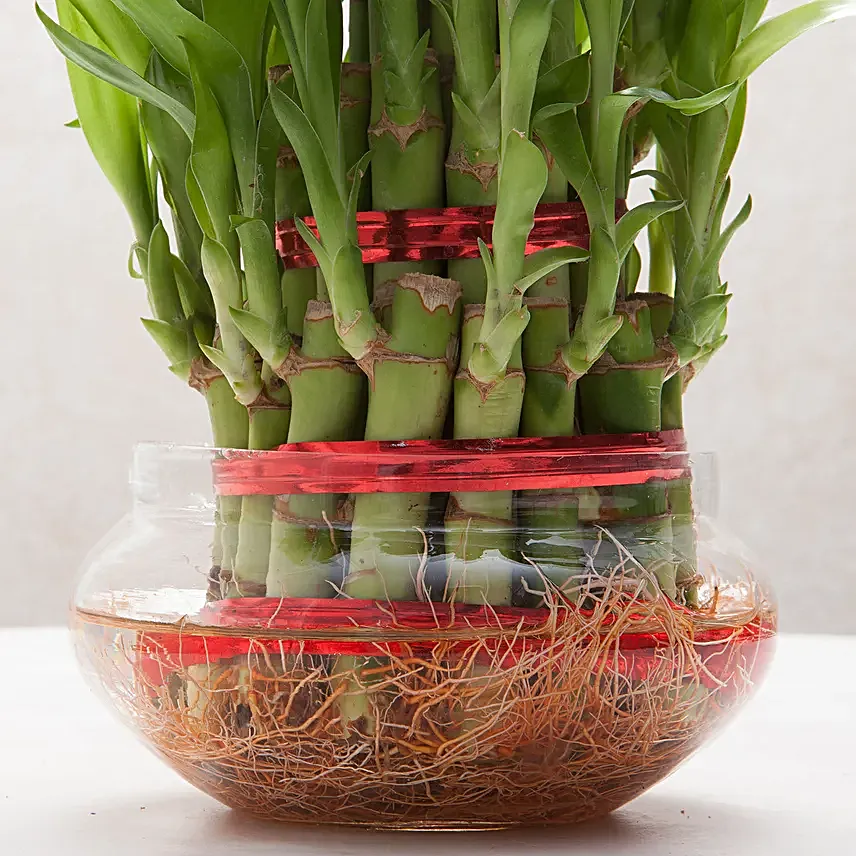 3 Layer Lucky Bamboo Plant - Image 2