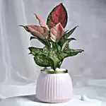 Leafy Luxuries - Image 2