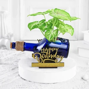 Syngonium Plant-in-birthday-antiquity-bottle-planter_1